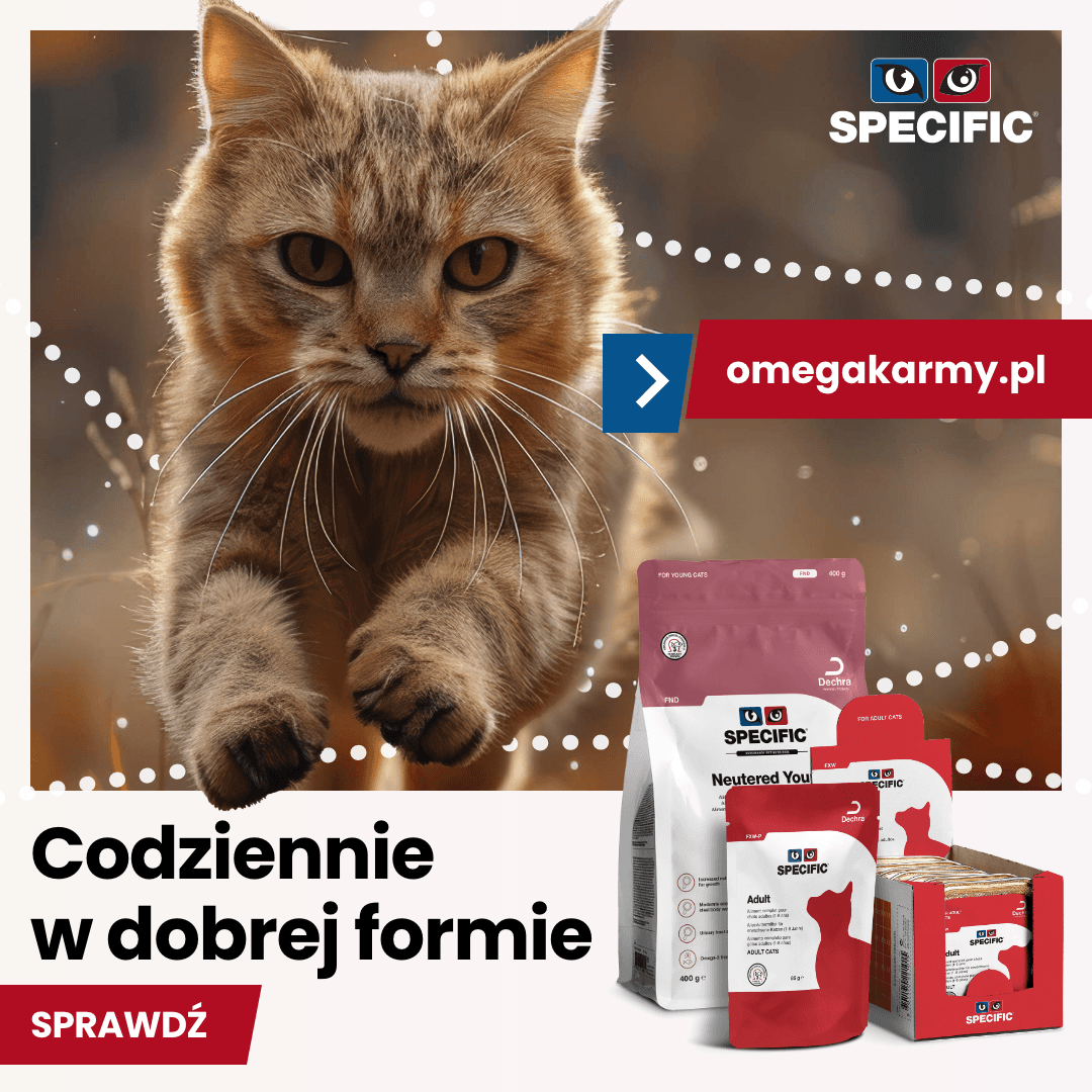 SPECIFIC kot jesień